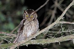 Peruvian Screech-Owl